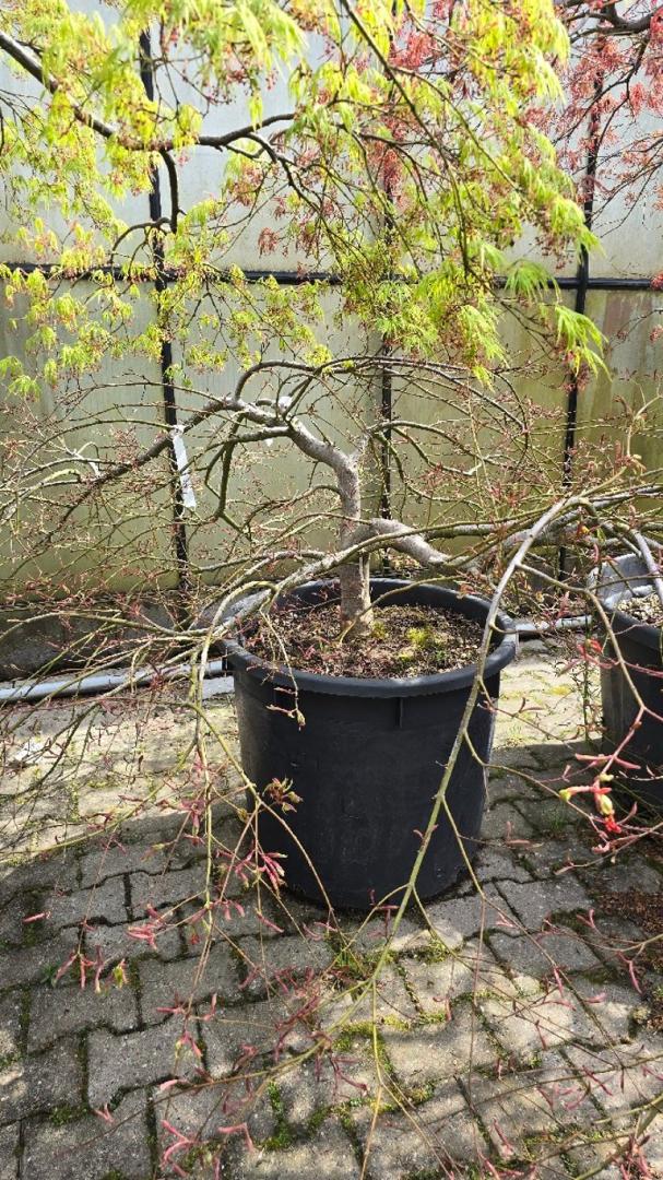 Japanse esdoorn | Bast de Plantgigant