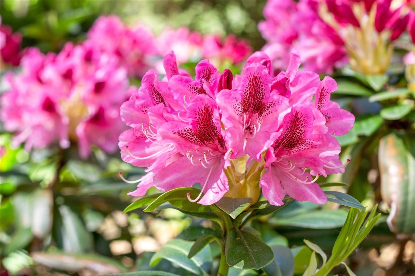 Rhododendron 'Cosmopolitan' | Bast de Plantgigant