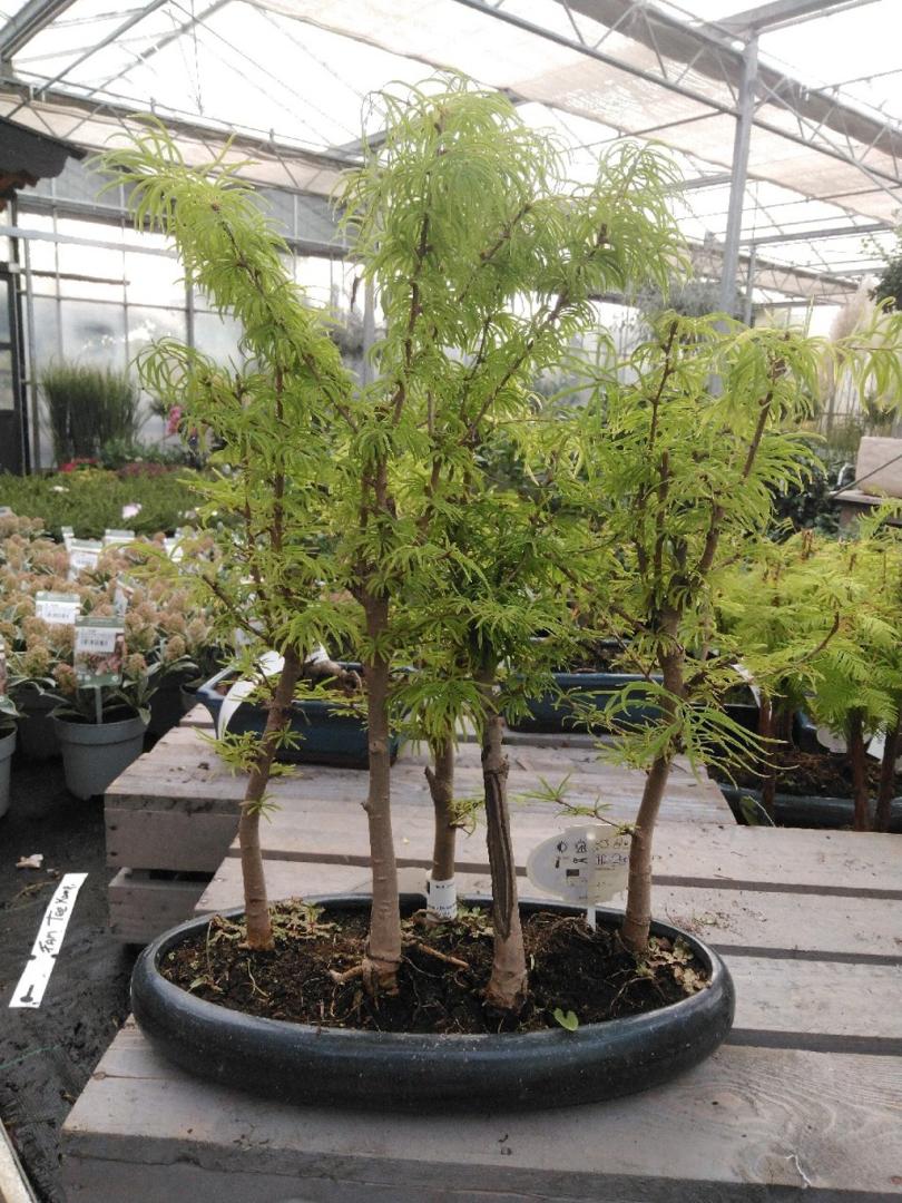Pseudolarix Bonsai Bos | Bast de Plantgigant
