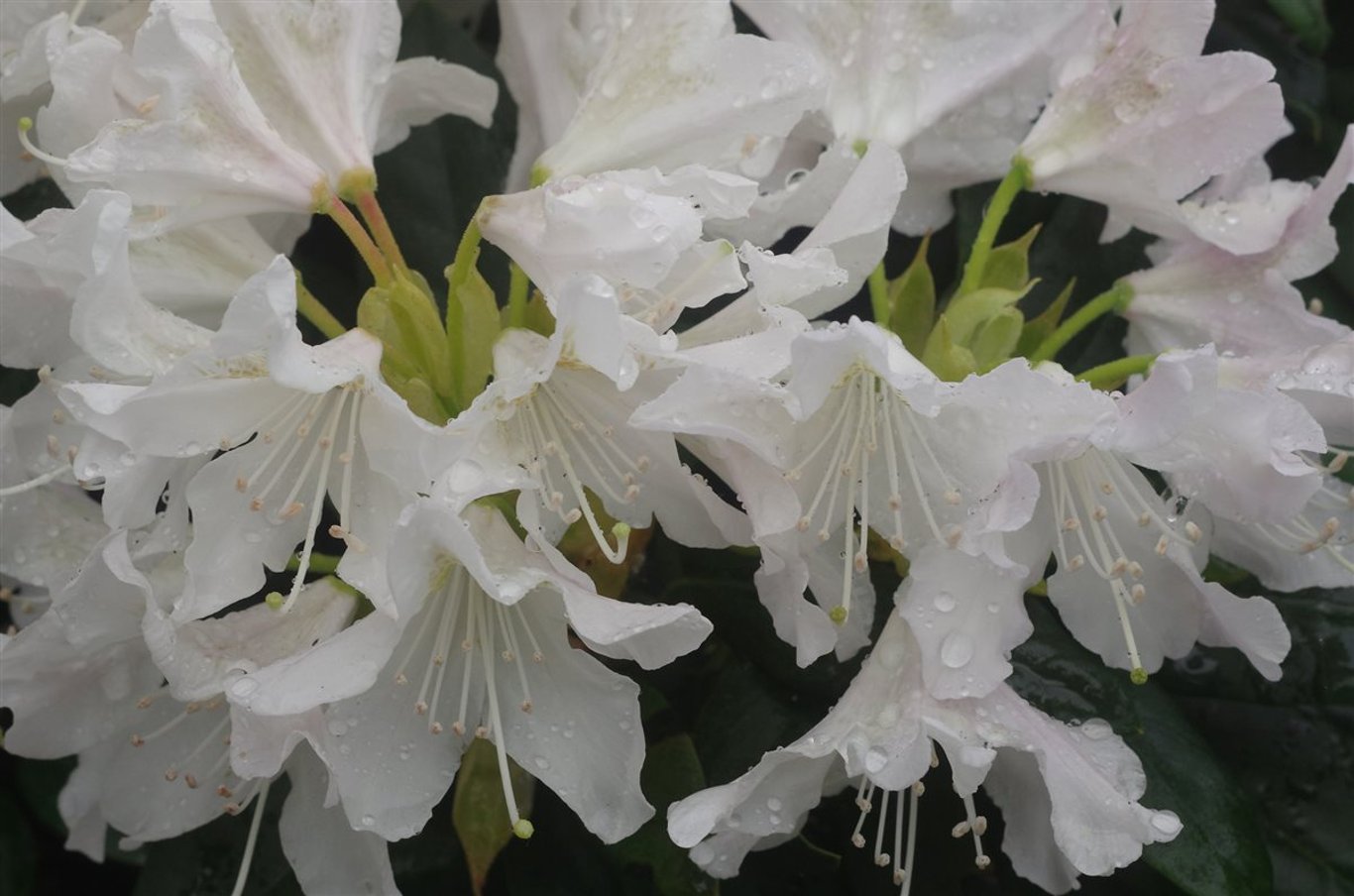 Rhododendron 'Eskimo' | Bast de Plantgigant