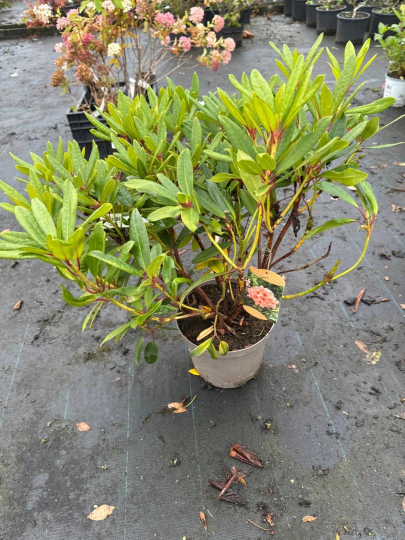 Rhododendron 'Eucharitis' | Bast de Plantgigant