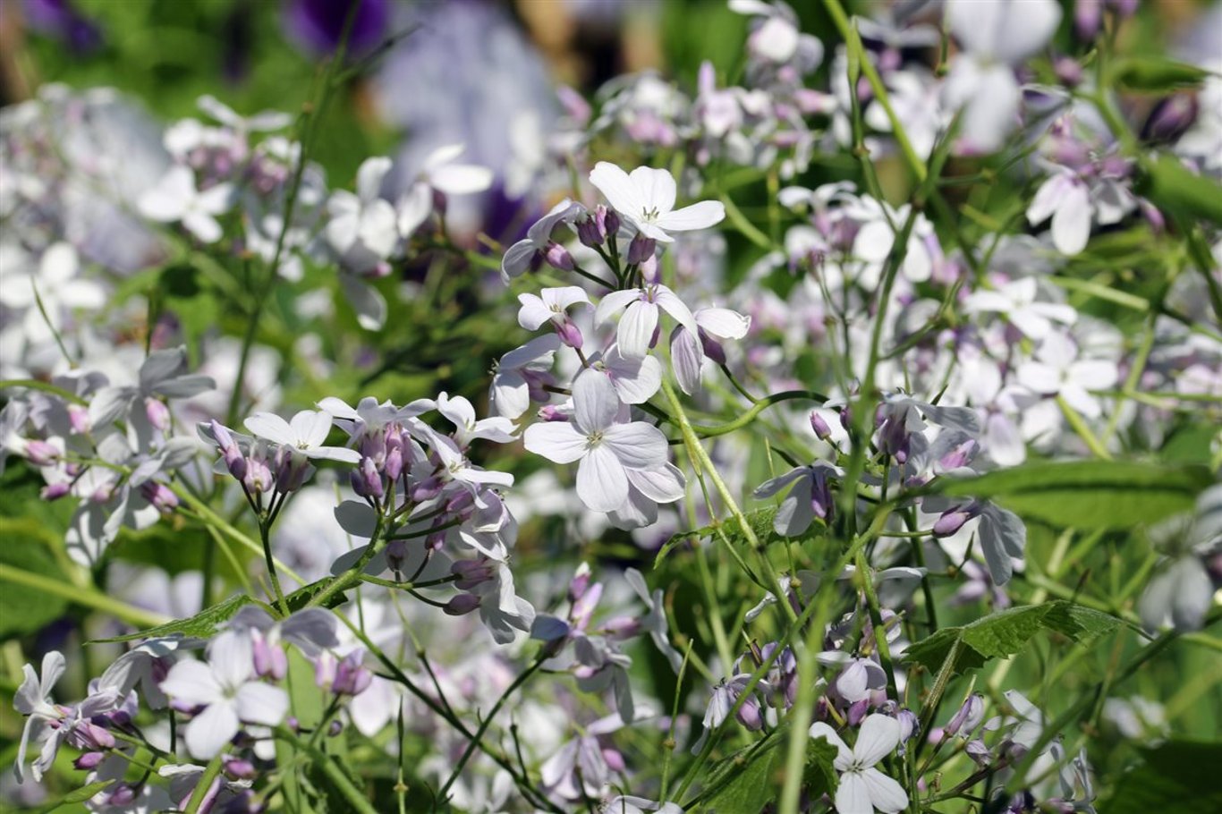 Rediva Lunaria rediviva | Bast de Plantgigant