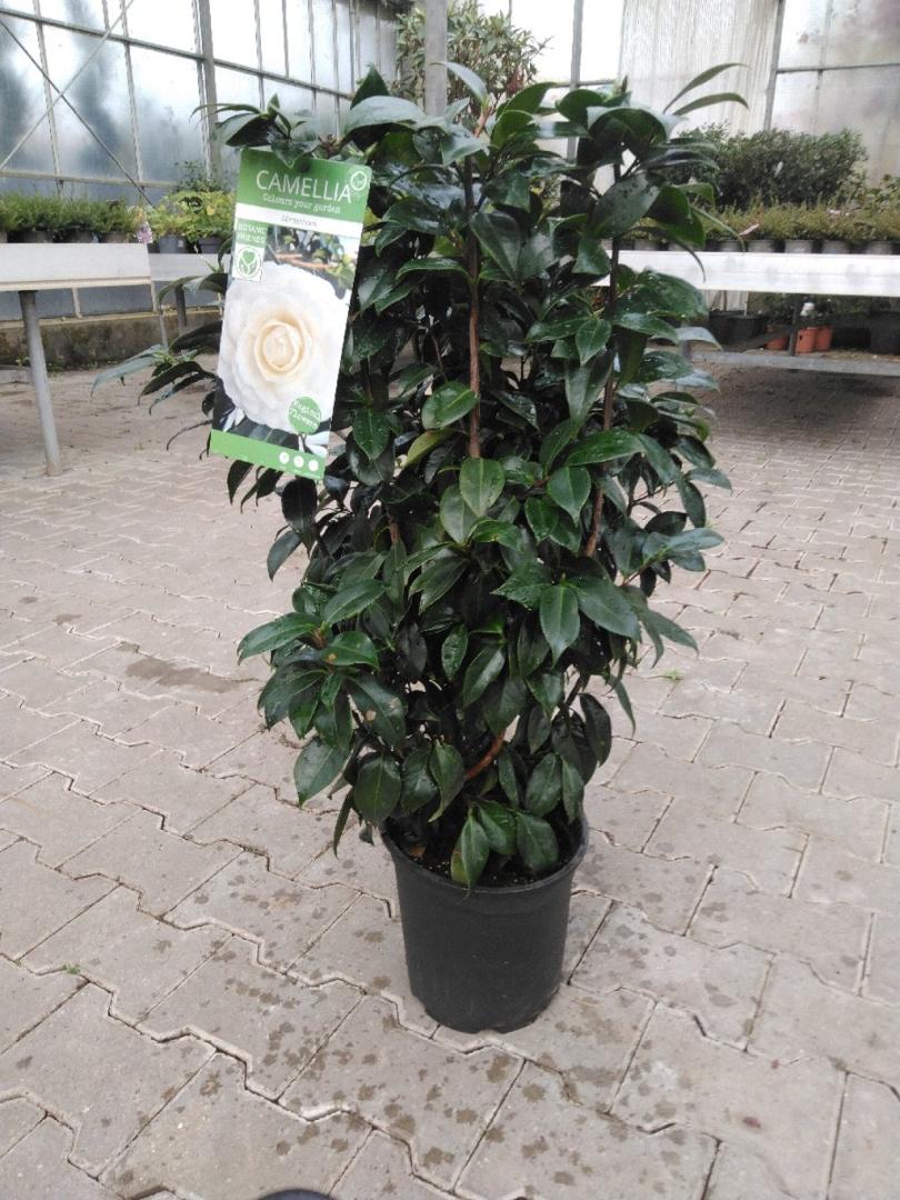 Camellia jap. 'Matterhorn' | Bast de Plantgigant