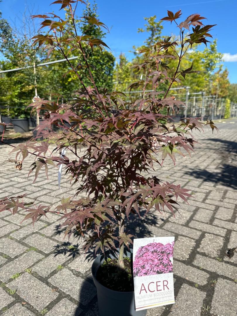 Japanse esdoorn | Bast de Plantgigant