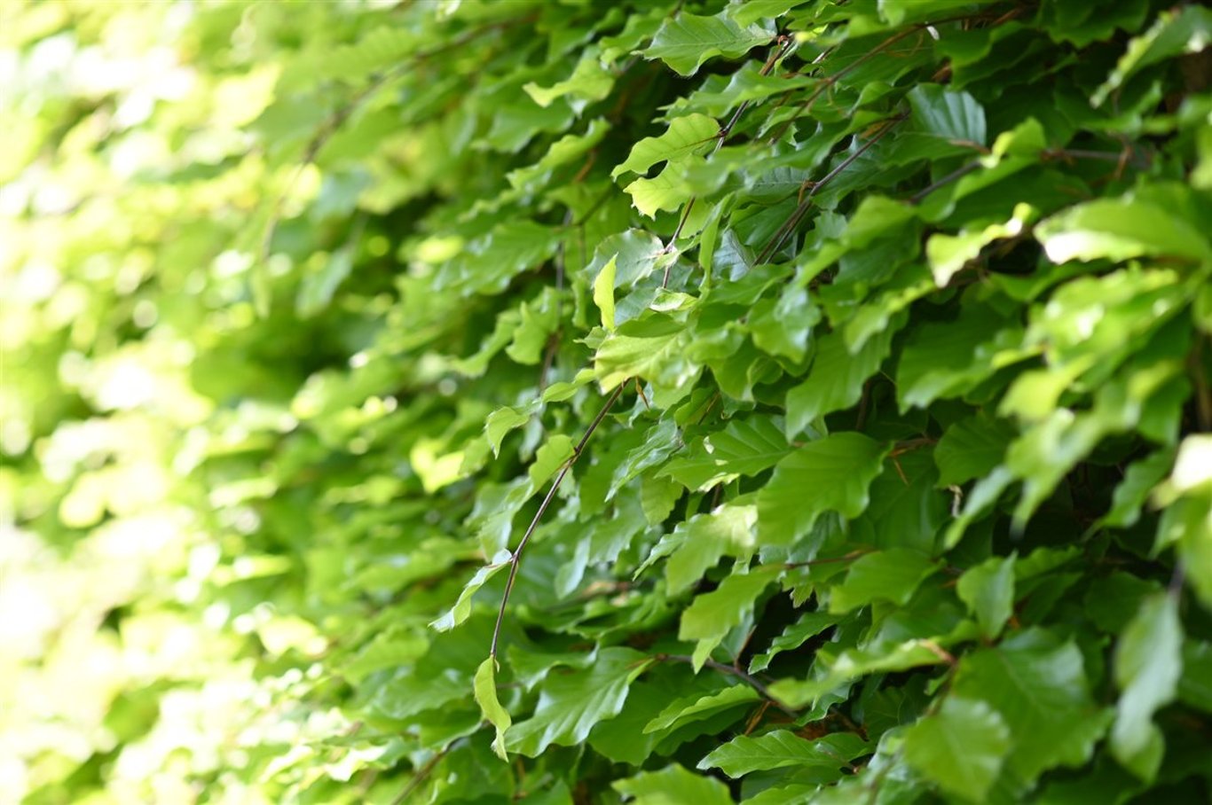 Fagus sylvatica | Bast de Plantgigant