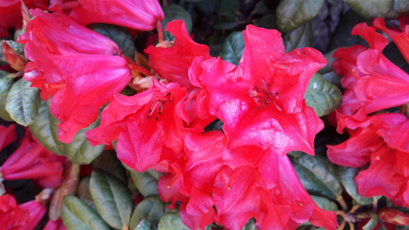Rhododendron 'Eucharitis' | Bast de Plantgigant