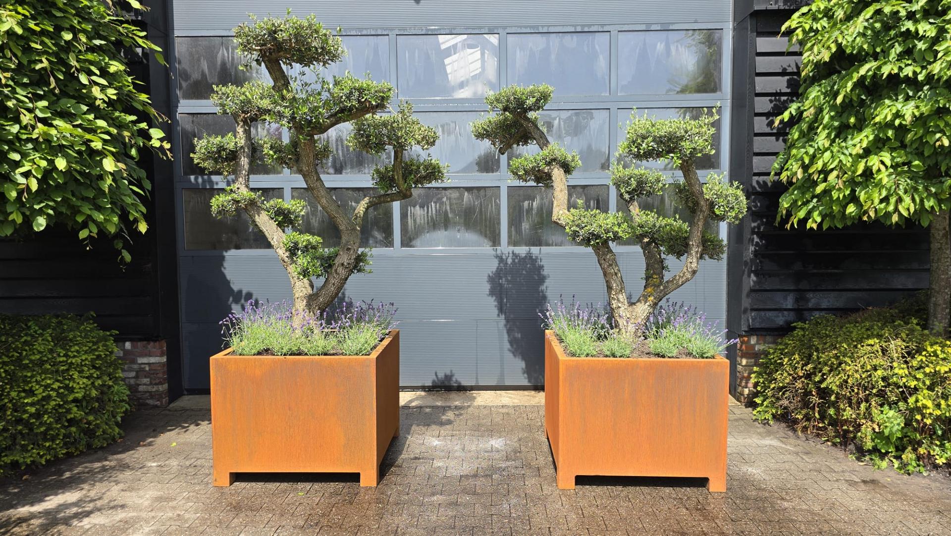 corten olijfbonsai lavendel