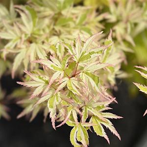 Acer pal. 'Butterfly' Container 70lt. 175/200cm.