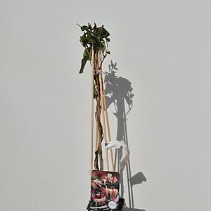 Lonicera periclymenum Container 2lt. 60/80cm.