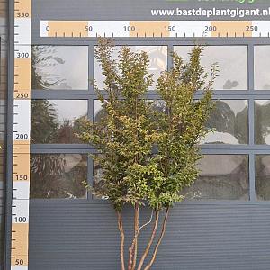 Stewartia rostrata Container 110lt. 200/250cm.
