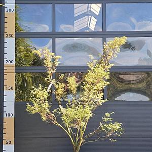 Acer pal. 'Butterfly' Container 70lt. 175/200cm.