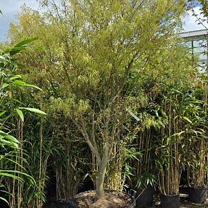 Acer pal. 'Koto-no-ito' Container 70lt. 175/200cm.