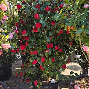 Camellia japonica Container 25lt. 100/120cm.