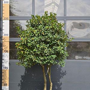 Ilex meserveae Meerstammig Container 130lt. 180/200cm.