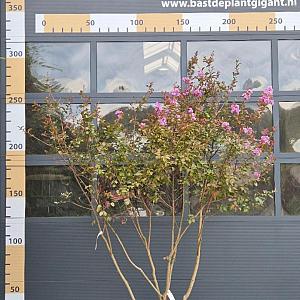 Lagerstroemia i. 'Lipan' Meerstammig Container 50lt. 175/200cm.