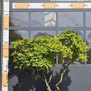 Ulmus holl. 'Jacqueline Hillier' Meerstammig Container 160lt. 175/200cm.