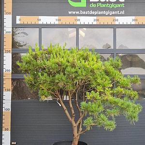 Pinus dens. 'Umbraculifera' Meerstammig Container 230lt. 180/200cm.