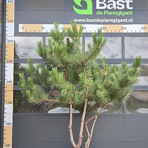 Pinus n. 'Nigra' Meerstammig Container 160l. 250/300cm.