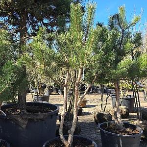 Pinus n. 'Nigra' Meerstammig Container 160l. 250/300cm.