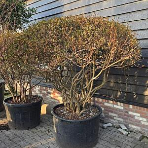 Azalea jap. Meerstammig Container 300lt. 180/200cm.