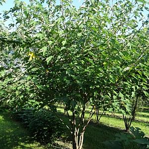 Broussonetia papyrifera Meerstammig Container 500lt. 400/500cm.