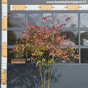 Callicarpa bodn. 'Profusion' Meerstammig Container 90lt. 200/250cm.