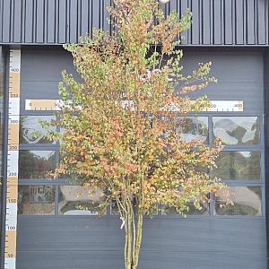 Cercidiphyllum japonicum meerstam Container 160cm. 350/400cm.