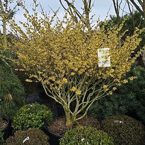 Hamamelis int. 'Arnold Promise' Meerstammig Container 160lt. 150/175cm.