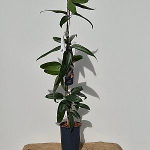 Clematis armandii Container 7,5lt. 180/200cm.