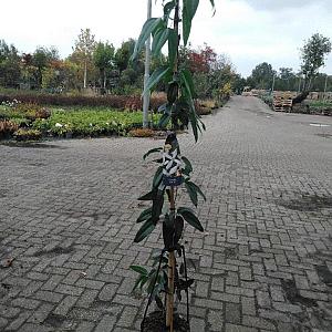 Clematis armandii Container 2lt. 80/100cm.