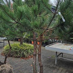 Pinus nigra 'Nigra' Container 1000lt. 40/50cm.