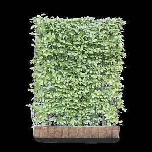 Carpinus betulus Kant & Klaar Haag 120x155cm. (bxh)