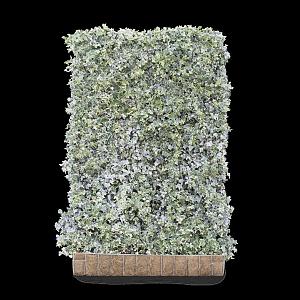 Hedera h. 'Glacier' Kant & Klaar Haag 120x180cm. (bxh)