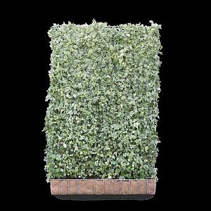 Hedera h. 'White Ripple' Kant & Klaar Haag 120x180cm. (bxh)
