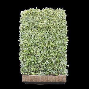 Hedera h. 'Goldchild' Kant & Klaar Haag 120x180cm. (bxh)