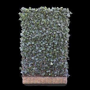 Hedera h. 'Woerner' Kant & Klaar Haag 120x180cm. (bxh)