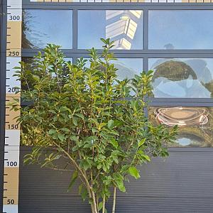 Magnolia soulangeana Meerstammig Draadkluit 200/250cm.