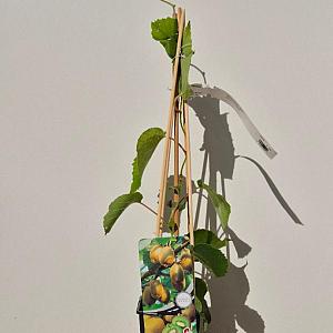 Actinidia deliciosa Jenny Container 2lt. 60/80cm.