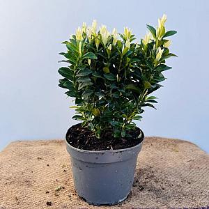 Euonymus jap. 'Paloma Blanca' Container 5lt.