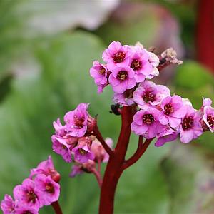 Bergenia cordifolia Purpurea Pot 9cm.