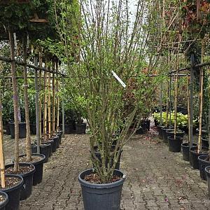 Laburnum anagyroides Meerstammig Container 70lt. 175/200cm.