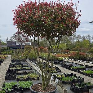 Photinia f. 'Carre Rouge' Meerstammig Container 230lt. 200/250cm.