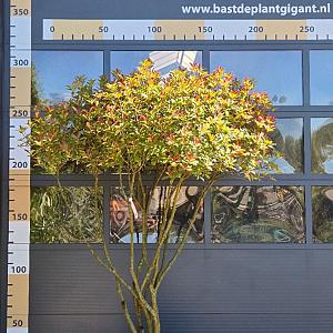 Photinia f. 'Carre Rouge' Meerstammig Container 230lt. 200/250cm.
