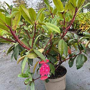 Rhododendron 'Marie Forte' Container 5lt.