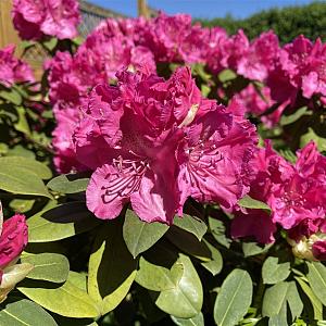 Rhododendron 'Germania' Container 5lt.