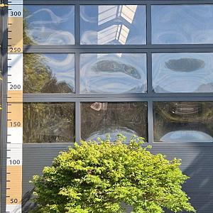 Acer palmatum 'Little Princess' op stam Container 100lt.