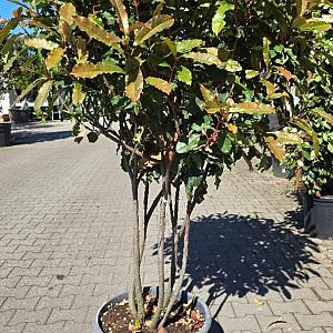 Photinia serr. 'Crunchy' Meerstammig Container 30lt. 125/150cm.