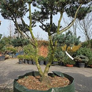 Pinus parviflora Bonsai Airpot 200/225cm.