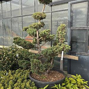 Pinus pentaphylla Bonsai Container 300lt.