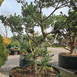 Pinus parv. 'Negishi' Bonsai Airpot 200/225cm.